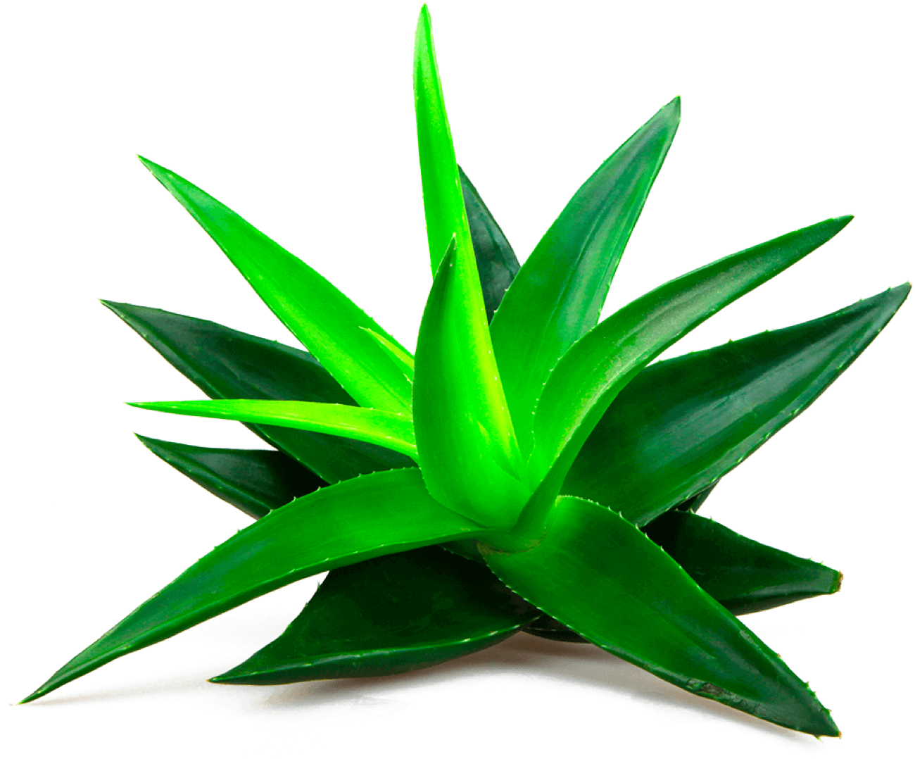 Proprietà dell' Aloe